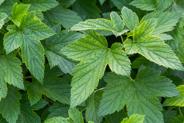 Wall Mural - green background of nature. green leaves of black currant close-up.