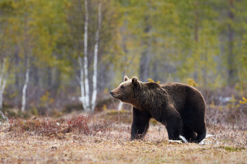 Wall Mural - brown bear in the taiga
