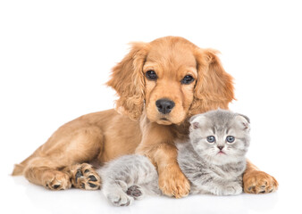 Aufkleber - Portrait of a friendly English cocker spaniel puppy dog hugs tiny kitten. isolated on white background