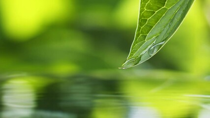 Aufkleber - Crystal clear water rolls over green leaf and falls into water forming ripples. Wet green fresh leaf over pond. Nature after rain. Macro shot
