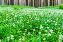 Green Forest Glade, Densely Overgrown With Clover With White Flowers