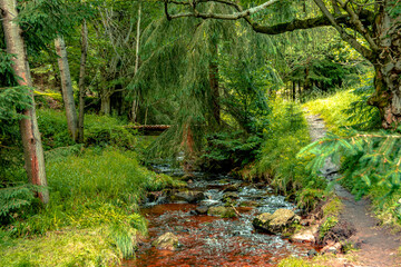 Wall Mural - Natur