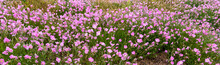 Wide Angle View Of Pink Purple Wild Flowers In A Spring Meadow Field