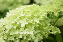 Blooming Hydrangea Lime Green Flowers Closeup