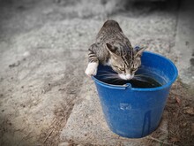 Cat In A Bucket
