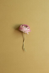 Wall Mural - Pink dry ranunculus flower on brown background. top view, copy space