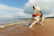 Beautiful dog walking at beach near water