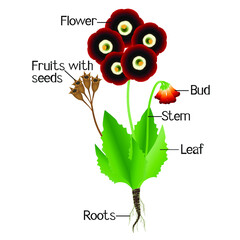 Wall Mural - parts of primula auricula isolated on a white.