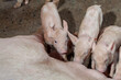 A newborn piglet is sucking milk from a mother pig.