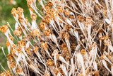 Fototapeta  - Dry Seeds Flower Marigold In Garden Close Up.