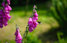 Bee Feeding On Pollen And Nectar In A Fox Gloves Purple Garden Flower