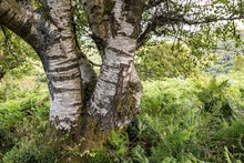 Exmoor National Park - An Old Silver Birch Tree Beside The Path On Dunkery Hill Leading To Dunkery Beacon, Somerset UK