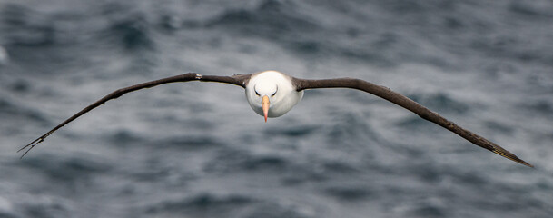 Albatross in flight