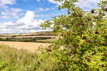 Wall Mural - Elderberries ripeneing in an open, rolling Cotswold landscape of harvested fields in August near the hamlet of Hampen, Gloucestershire UK