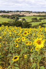 Wall Mural - A field of sunflowers growing on the Cotswolds at Holcombe near the town of Painswick, Gloucestershire UK