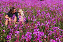 Young Couple, Blonde Woman And Brunette Man Sitting In A Field Of Pink Wild Flowers During Summer Time In Northern Canada Surrounded By Fireweed. 