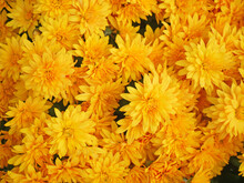 Yellow Asters Bouquet Background, Outdoors, Closeup