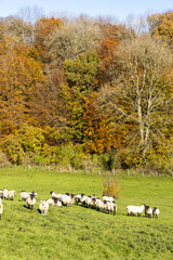 Wall Mural - Autumn in the Cotswolds - Sheep grazing in the Duntisbourne Valley near Daglingworth, Gloucestershire UK