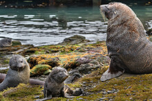 Seals Keeping Watch