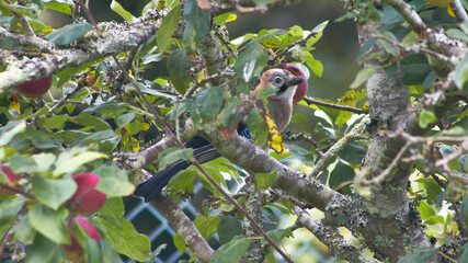 Poster - bird on the tree