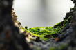 green moss inside a tree