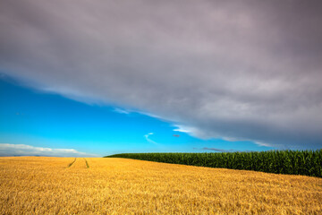 Wall Mural - Wheat and corn fields before heavy storm.