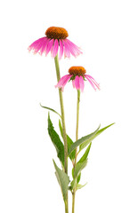 Wall Mural - Echinacea purpurea flowers isolated on white background. Medicinal herbal plant.