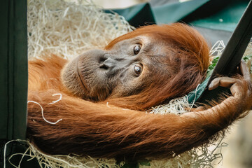 Wall Mural - Cute orangutan with red fur having a rest in ZOO. Exotic wild animal looking in to camera. Adult male of Sumatran orangutan.Endangered monkey.