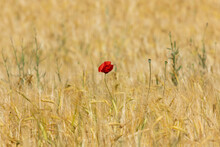 Lonely Red Poppy In The Middle Of A Golden Barley Field