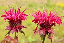 Two Pink Bee Balm Blooms 