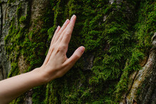 Girl Hand Touches A Tree With Moss In The Wild Forest. Forest Ecology. Wild Nature, Wild Life. Earth Day. Traveler Girl In A Beautiful Green Forest. Conservation, Ecology, Environment Concept
