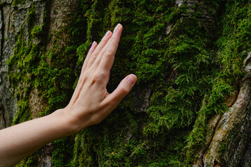 Girl hand touches a tree with moss in the wild forest. Forest ecology. Wild nature, wild life. Earth Day. Traveler girl in a beautiful green forest. Conservation, ecology, environment concept
