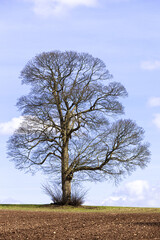 Wall Mural - A bare branched tree in early spring near the Cotswold village of Hawling, Gloucestershire UK