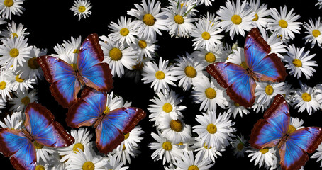 Aufkleber - colorful blue morpho butterflies on white daisies
