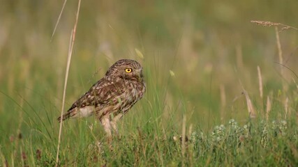 Wall Mural - Adult female Little owl Athene noctua looks for prey in the grass