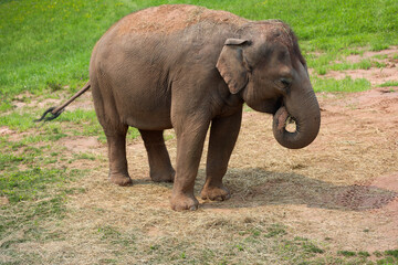 Young elephant eating