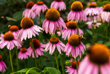Purple Coneflower, Or Echinacea, Is A Popular Sun Perennial Seen With Honey Bees.