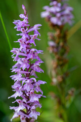 Canvas Print - Purple wild orchid in natural habitat