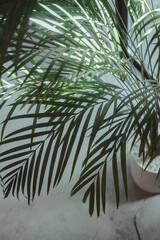 Wall Mural - Palm tree leaves against white wall. Creative colorful minimalism. Copy space for text