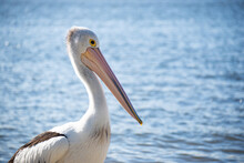 Close Up Of Pelican Standing On A Riverside In A Sunny Day.Isolated Pelican. Wild Animal Concept