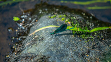 A Green Dragonfly Is Sitting On A Stone