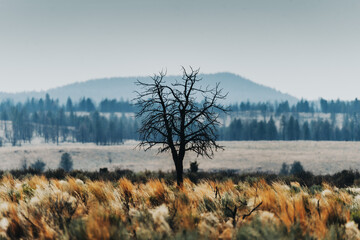 Poster - High desert hazy landscape with tree