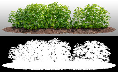 Wall Mural - hedge of plants isolated on transparent background via an alpha channel. bush of lush green leaves f