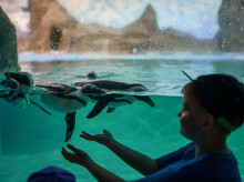 Penguin Swims In Aquarium In Zoo