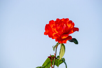 Chinese rose blooming in the garden