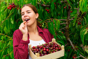 Sticker - Young attractive woman farmer tasting freshly picked cherry in a garden on a sunny day