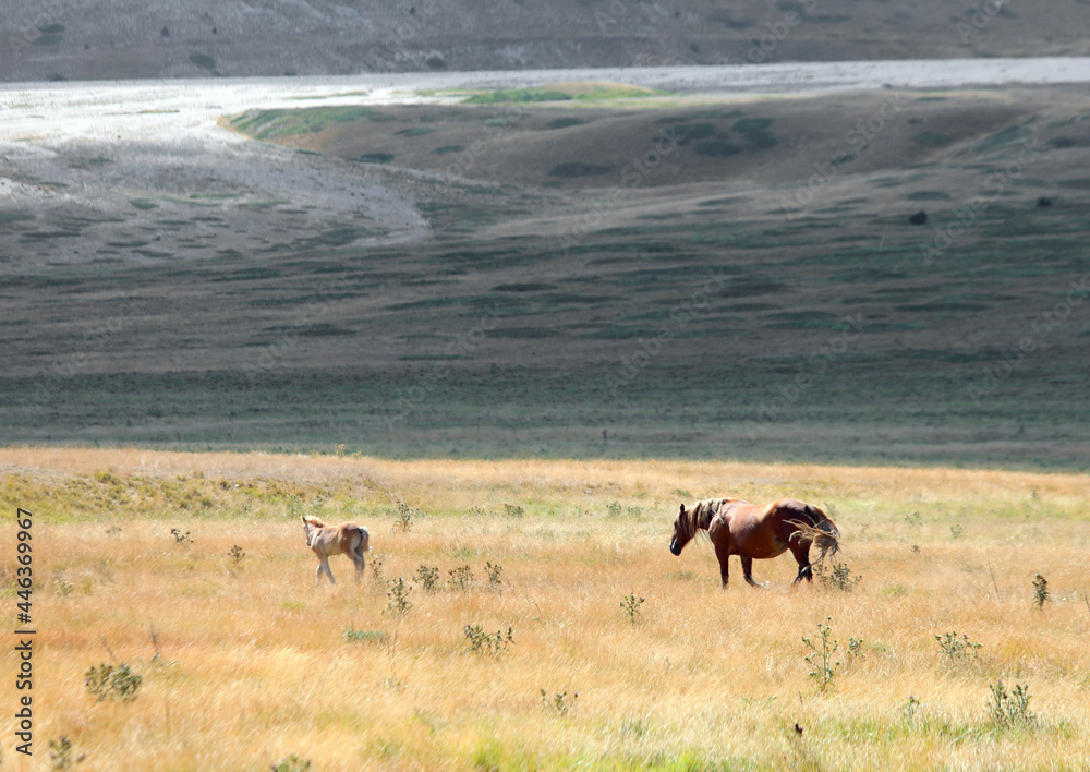 horses in the wild with mum controlling her foal in the immense boundless prairie with dry grass - obrazy, fototapety, plakaty 