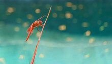 Close Up Macro Of  Male Flame Skimmer Orange Dragonfly Sitting On A Leaf Blade Smiling In The Sun With A Water Backdrop.