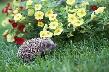 A small hedgehog walks in the garden on the grass among the flowers