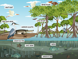 Poster - Mangrove forest landscape scene at daytime with many different animals